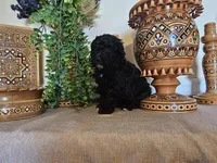Safie, a female Miniature Goldendoodle for sale in Frankford, DE – Photo 8 of 9