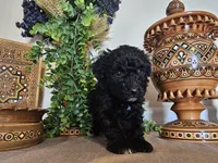 Safie, a female Miniature Goldendoodle for sale in Frankford, DE – Photo 4 of 9