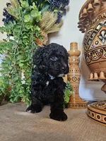 Safie, a female Miniature Goldendoodle for sale in Frankford, DE – Photo 3 of 9