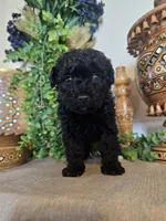 Dina, a female Miniature Goldendoodle for sale in Frankford, DE – Photo 3 of 7