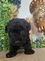 Dina, a female Miniature Goldendoodle for sale in Frankford, DE – Photo 2 of 7