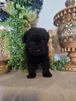 Dina, a female Miniature Goldendoodle for sale in Frankford, DE – Photo 4 of 7