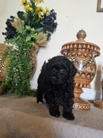 Dina, a female Miniature Goldendoodle for sale in Frankford, DE – Photo 6 of 7