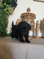 Dina, a female Miniature Goldendoodle for sale in Frankford, DE – Photo 5 of 7