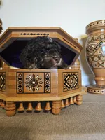 Patrick , a male Miniature Goldendoodle for sale in Frankford, DE – Photo 5 of 7