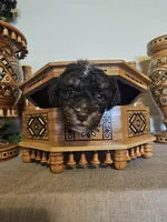 Patrick , a male Miniature Goldendoodle for sale in Frankford, DE – Photo 3 of 7