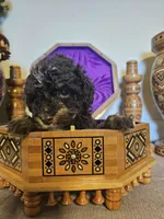 Patrick , a male Miniature Goldendoodle for sale in Frankford, DE – Photo 7 of 7