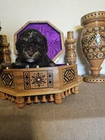 Patrick , a male Miniature Goldendoodle for sale in Frankford, DE – Photo 6 of 7