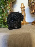 Penny, a female Miniature Goldendoodle for sale in Frankford, DE – Photo 2 of 5