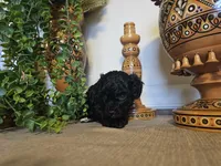 Penny, a female Miniature Goldendoodle for sale in Frankford, DE – Photo 5 of 5