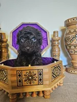 Peter , a male Miniature Goldendoodle for sale in Frankford, DE – Photo 2 of 4