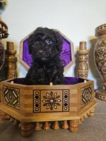 Peter , a male Miniature Goldendoodle for sale in Frankford, DE – Photo 1 of 4