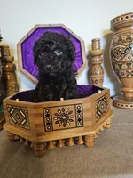 Peter , a male Miniature Goldendoodle for sale in Frankford, DE – Photo 4 of 4