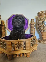 Peter , a male Miniature Goldendoodle for sale in Frankford, DE – Photo 3 of 4