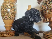 Sally Mea, a female Miniature Goldendoodle for sale in Frankford, DE – Photo 3 of 5