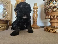 Sally Mea, a female Miniature Goldendoodle for sale in Frankford, DE – Photo 1 of 5