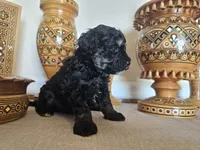 Sally Mea, a female Miniature Goldendoodle for sale in Frankford, DE – Photo 2 of 5