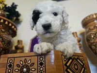Patch, a male Miniature Goldendoodle for sale in Frankford, DE – Photo 6 of 7