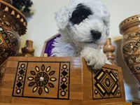 Patch, a male Miniature Goldendoodle for sale in Frankford, DE – Photo 5 of 7