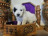 Patch, a male Miniature Goldendoodle for sale in Frankford, DE – Photo 3 of 7