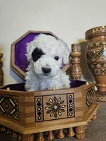 Patch, a male Miniature Goldendoodle for sale in Frankford, DE – Photo 7 of 7