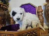 Patch, a male Miniature Goldendoodle for sale in Frankford, DE – Photo 1 of 7