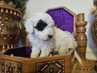 Patch, a male Miniature Goldendoodle for sale in Frankford, DE – Photo 4 of 7