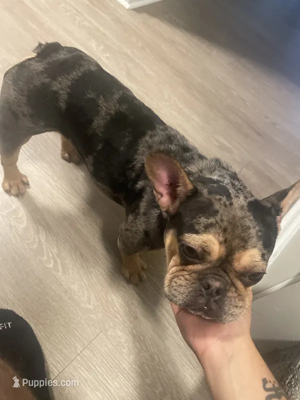 Demure – French Bulldog puppy for sale in Hartford, CT
