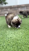 Enzo, a male Japanese Akita for sale in Lakeside, CA – 6 of 10