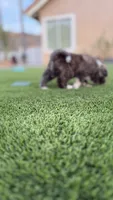 Enzo, a male Japanese Akita for sale in Lakeside, CA – 10 of 10