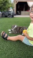 Sora , a female Japanese Akita for sale in Lakeside, CA – 3 of 4
