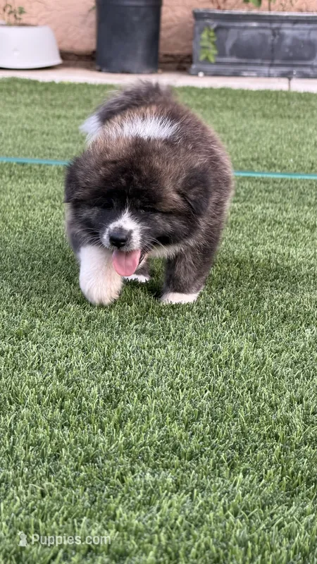 Enzo – Japanese Akita puppy for sale in Lakeside, CA