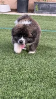 Enzo, a male Japanese Akita for sale in Lakeside, CA – 1 of 10