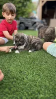 Sora , a female Japanese Akita for sale in Lakeside, CA – 2 of 4