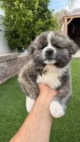 Enzo, a male Japanese Akita for sale in Lakeside, CA – 4 of 10