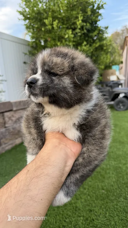 Sora  – Japanese Akita puppy for sale in Lakeside, CA