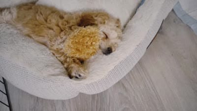 Knopa, a female Maltipoo for sale in Brooklyn, NY – 2 of 2