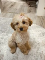 Knopa, a female Maltipoo for sale in Brooklyn, NY – 1 of 2