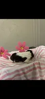 River, a female Brittany for sale in Juliette, GA – 3 of 3