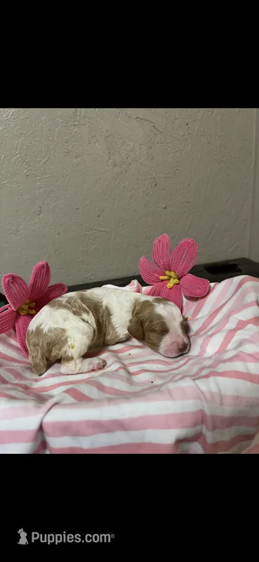 Milo – Brittany puppy for sale in Juliette, GA