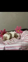 Milo, a male Brittany for sale in Juliette, GA – 1 of 3