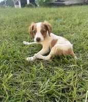 Muffin, a female Brittany for sale in Juliette, GA – 2 of 9