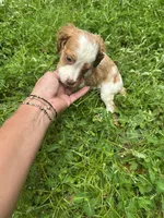 JellyBean, a female Brittany for sale in Juliette, GA – 4 of 9