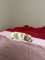 Sunny, a male Brittany for sale in Juliette, GA – Photo 4 of 4