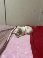 Sunny, a male Brittany for sale in Juliette, GA – Photo 3 of 4