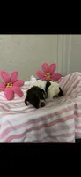 CoCo, a female Brittany for sale in Juliette, GA – 2 of 3
