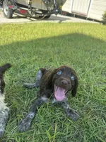 Milley , a male Brittany for sale in Juliette, GA – 7 of 10