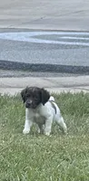 Brooks, a male Brittany for sale in Juliette, GA – 4 of 10