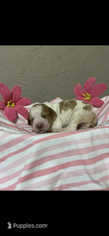 Max – Brittany puppy for sale in Juliette, GA