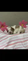 Max, a male Brittany for sale in Juliette, GA – 1 of 4